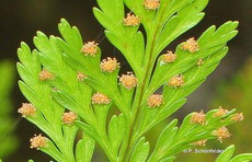 سرخس پای خرگوش